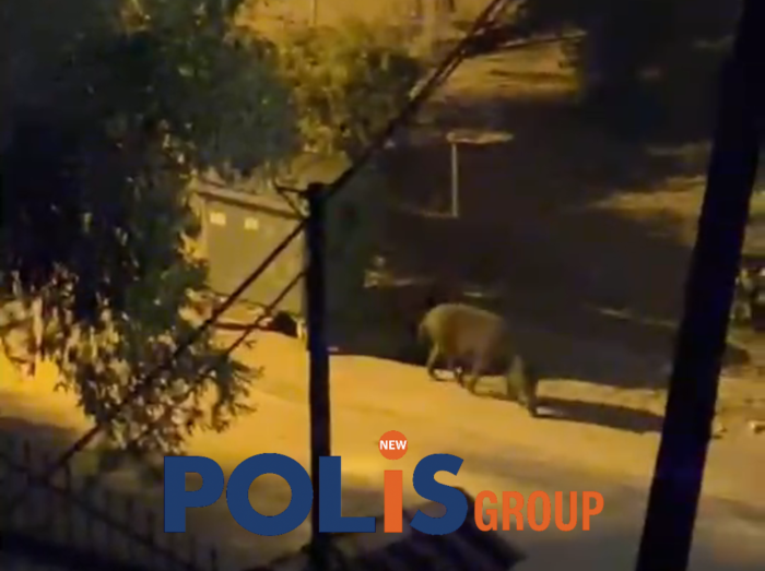 Αγία Μαρίνα- Νέα Μάκρη: Αγέλες από αγριογούρουνα μέσα σε αυλές και στενά (βίντεο)