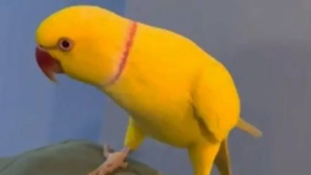 Παπαγάλος-κατάσκοπος ξεσκέπασε σπείρα ναρκωτικών με μια φράση: «Δύο για 25!» απίστευτο βίντεο – rpn