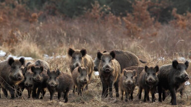 Πικέρμι: Έχουμε επιδρομή αγριογούρουνων στην Διώνη από τα βόρεια της Πεντέλης – rpn
