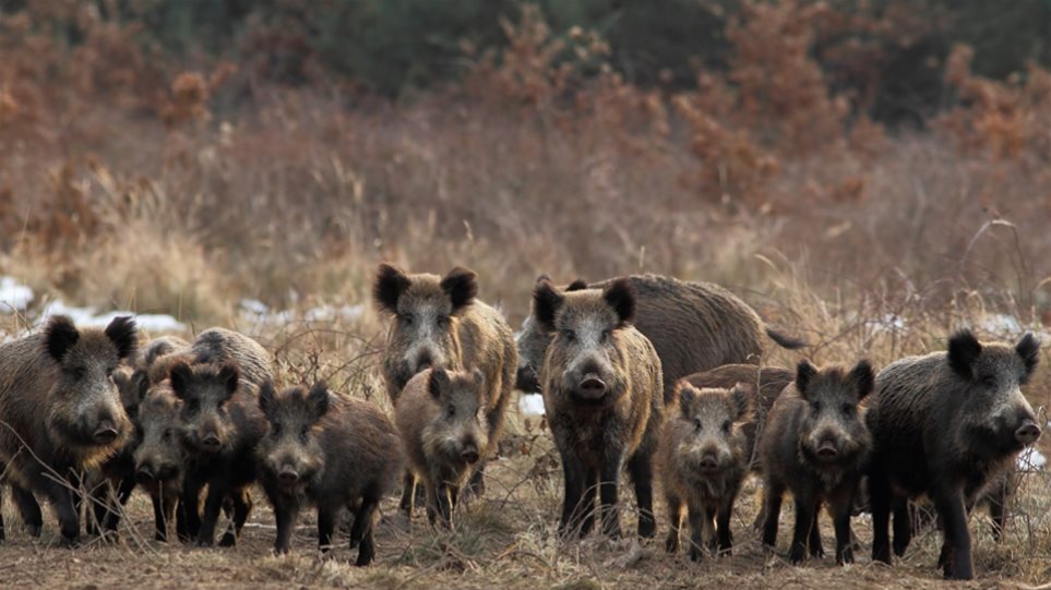 Πικέρμι: Έχουμε επιδρομή αγριογούρουνων στην Διώνη από τα βόρεια της Πεντέλης – rpn