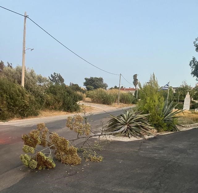 Νέος Βουτζάς: Μεγάλο φυτό έπεσε και έκλεισε μέρος του δρόμου – το απομάκρυνε η Πολιτική Προστασία – rpn