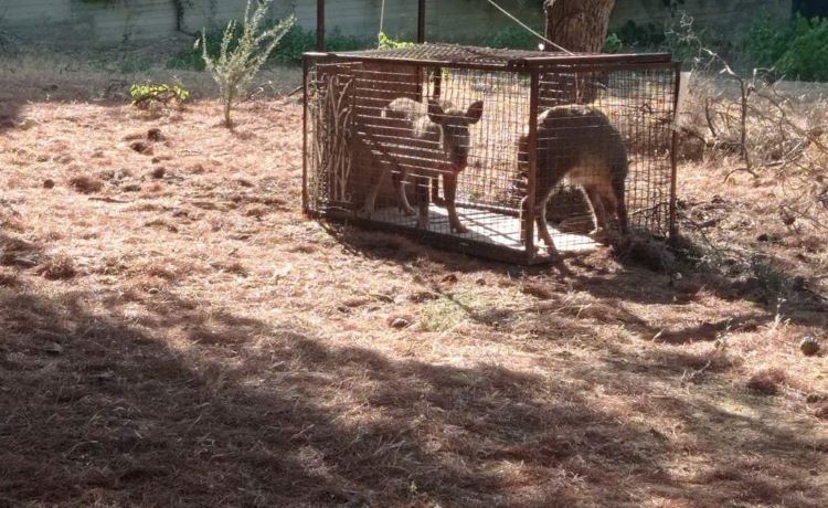 Πικέρμι: Η παγίδα του Δασαρχείου Πεντέλης έπιασε δύο αγριογούρουνα στη Διώνη (φωτογραφίες) – rpn