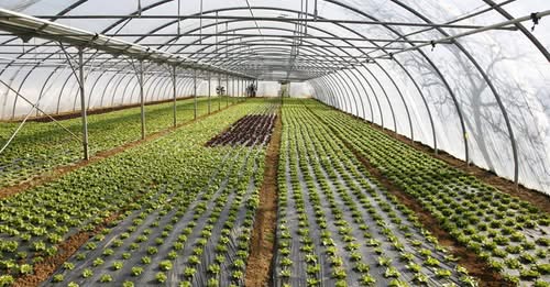 Δήμος Μαραθώνος: Παράταση για υπαγωγή στο Πρόγραμμα Επιδότησης Θερμοκηπίων