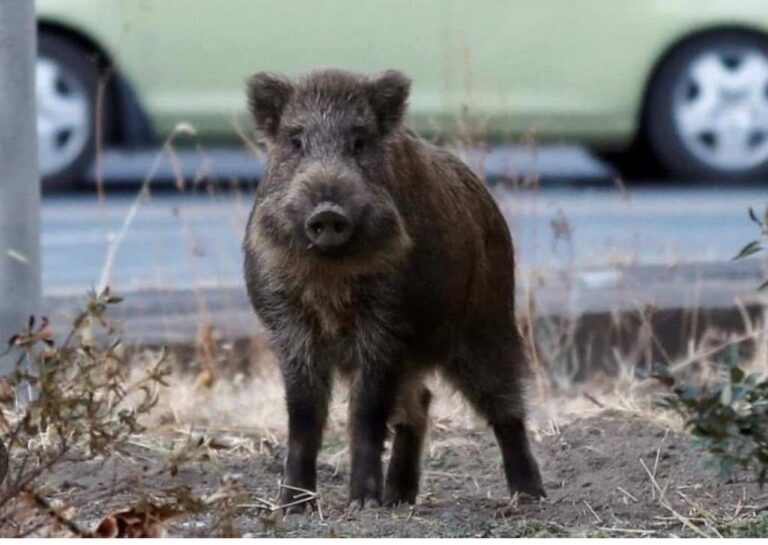 Νέος Βουτζάς: Μάστιγα τα αγριογούρουνα στην περιοχή – συμβουλές από το Δασαρχείο και την ”Πρόοδο”
