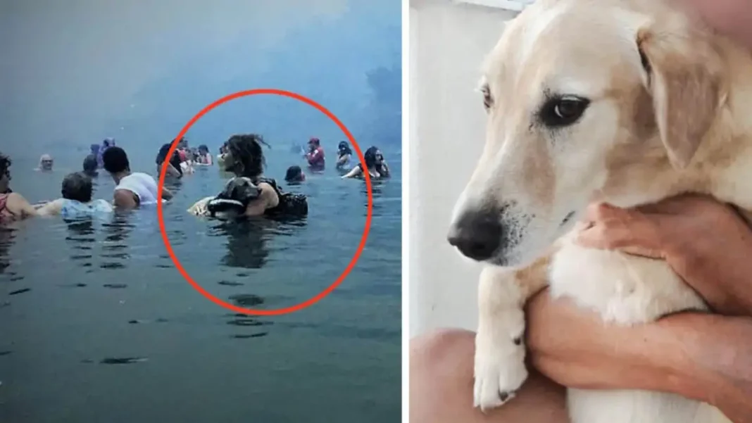 Μάτι: «Έφυγε» ο Αμόρ, ο σκύλος-σύμβολο της τραγωδίας