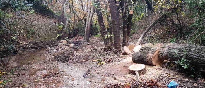 Ελασσόνα: Υλοτόμος καταπλακώθηκε από δέντρο και έχασε τη ζωή του – rpn