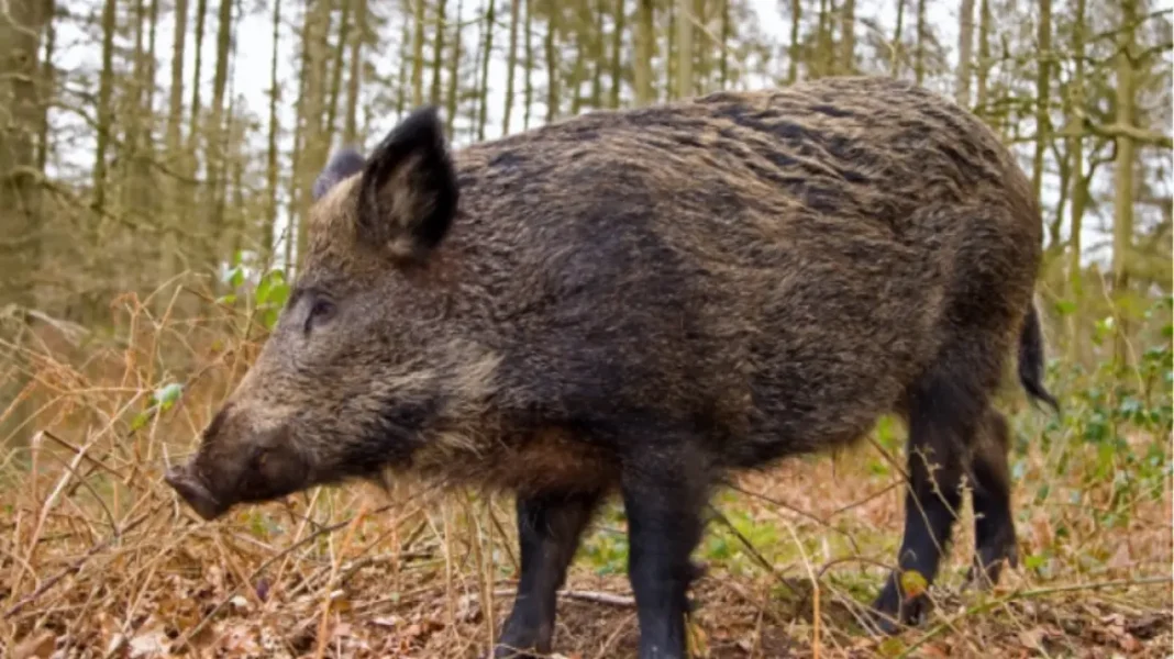 Αγριογούρουνο επιτέθηκε σε κυνηγό στα Γρεβενά – έκανε 60 ράμματα – rpn