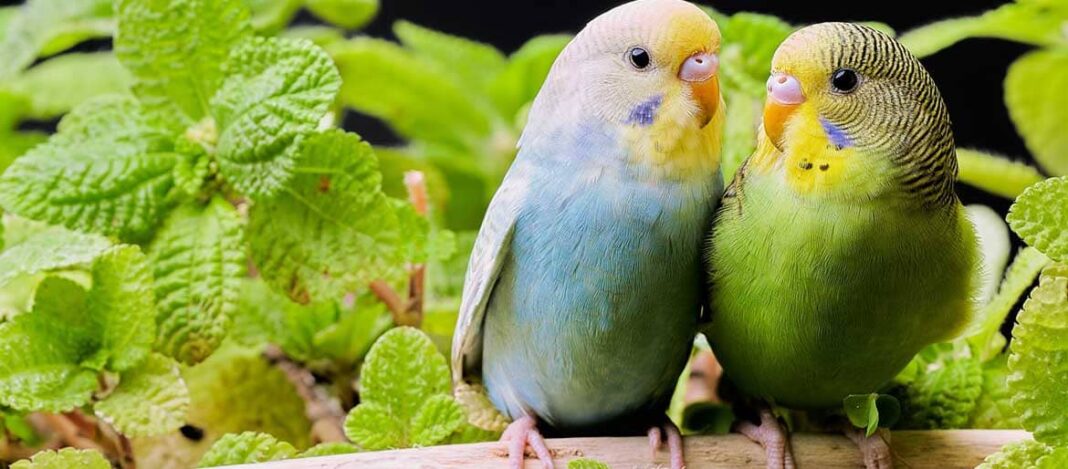 Τα παπαγαλάκια και οι παρενέργειες