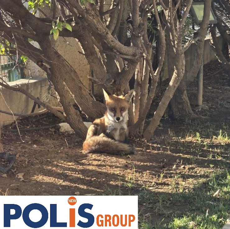 Τι δουλειά είχε η αλεπού… στην Ραφήνα; – Μικρό αλεπουδάκι έψαχνε τροφή στο λιμάνι