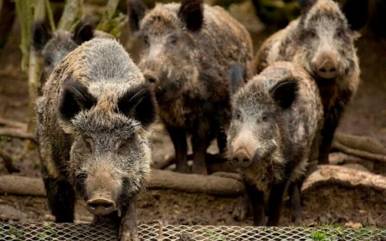 Ανακοίνωση απαγόρευσης από το Δασαρχείο Καπανδριτίου για το πρόβλημα αγριόχοιρων στον Δήμο Μαραθώνα