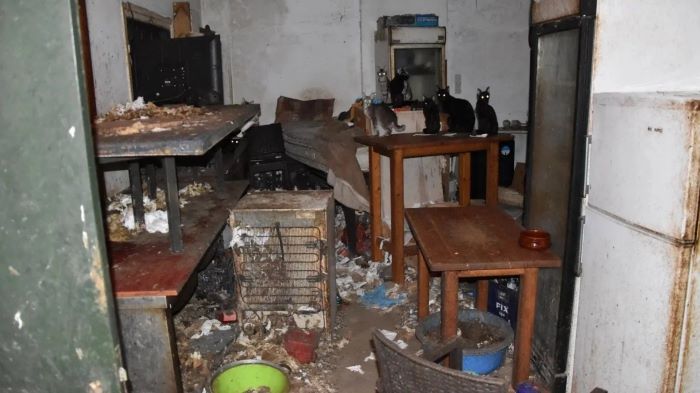 Πρόστιμο 1,7 εκατ. ευρώ σε κάτοικο της Δονούσας για κακοποίηση 58 γατών – rpn