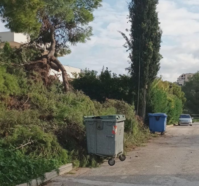 Ραφήνα: Παράπονα κατοίκου για κομμένα καλώδια τηλεφώνου από την πτώση δέντρου – rpn