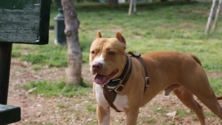 Ζάκυνθος: Τραγωδία στον Άγιο Λέοντα – Νεκρό δίχρονο παιδί μετά από επίθεση σκύλου – rpn