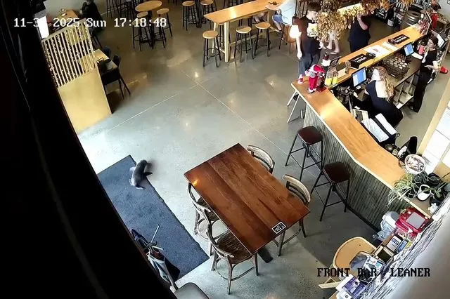 Μωρό φώκια μπήκε σε μπαρ και αυτό είναι ό,τι πιο γλυκό θα δεις σήμερα