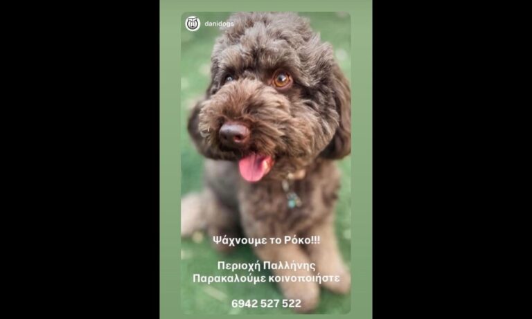 Χάθηκε ο Ρόκο στην Παλλήνη – Σκυλάκος–συντροφιά ζωής για άρρωστο παιδί – rpn