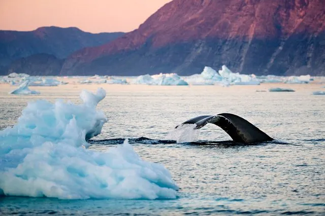 Drones ανίχνευσαν θανατηφόρο ιό στην αναπνοή των φαλαινών της Αρκτικής