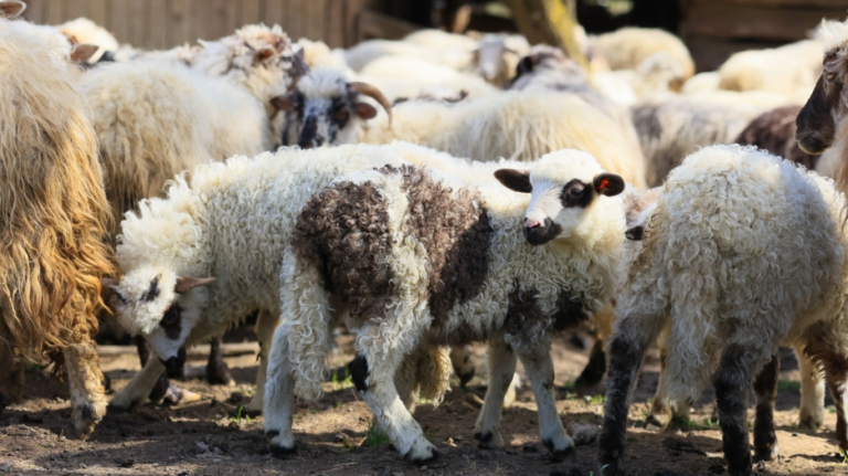 Επιμένει η Κυβέρνηση για τον μη εμβολιασμό για την ευλογιά των αιγοπροβάτων