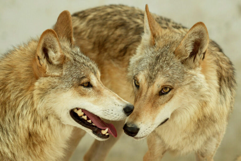 Πώς μας προστατεύει κρυφά ο μεγάλος, κακός λύκος;