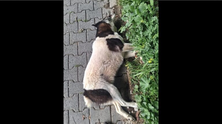 Αδιαφορία του δήμου Ραφήνας Πικερμίου: Νεκρός σκύλος παραμένει σε κοινή θέα επί δύο ημέρες