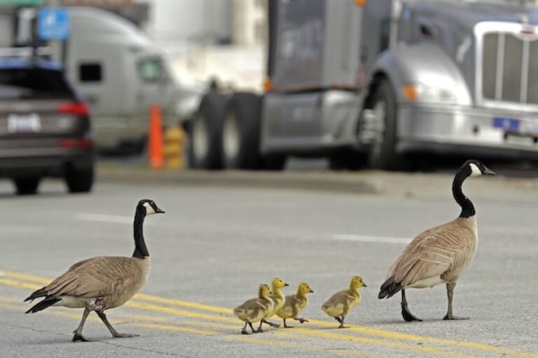 Πώς να αναγνωρίζουμε και να διαχειριζόμαστε την εξάρτηση των παιδιών από τους γονείς