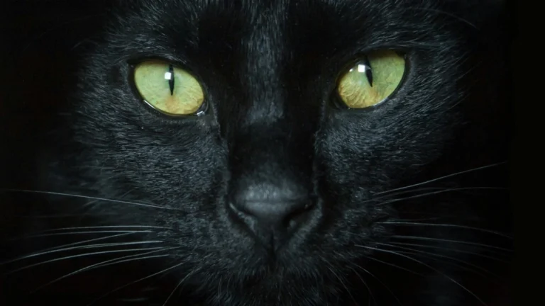 Γρουσουζιά: Τρίτη και 13 για Έλληνες – Παρασκευή και 13 για τον υπόλοιπο κόσμο – Ιστορικά γεγονότα/θρησκευτικοί συμβολισμοί/αστρολογικές παραδόσεις