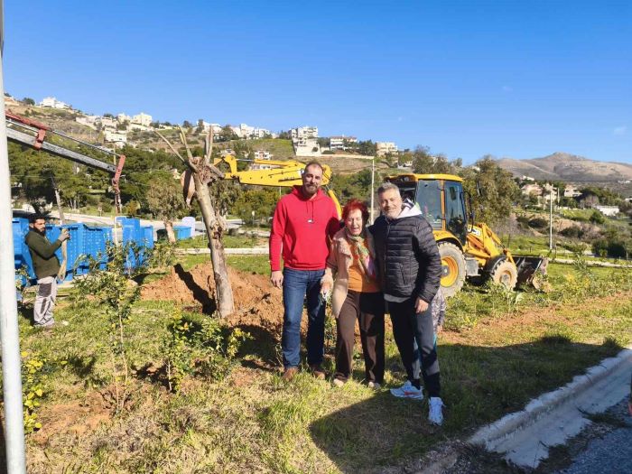 Πικέρμι: Μεταφύτευση ευκαλύπτου στο Ντράφι λόγω έργων αποχέτευσης