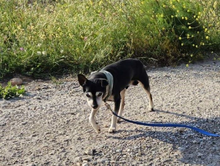 Χάθηκε ο ”Ράμπο” στην Διώνη – Έκκληση από την οικογένεια