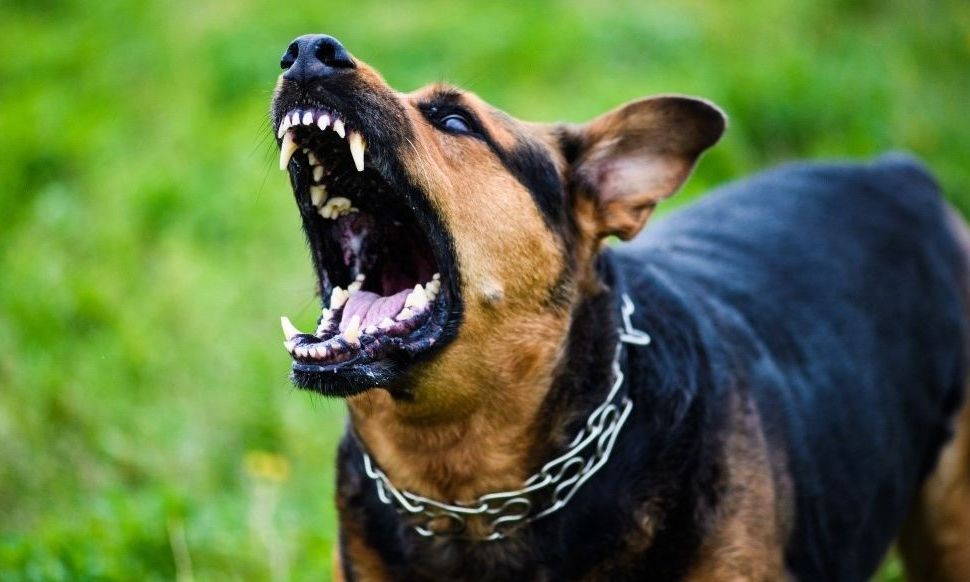 Επίθεση σκύλου σε 2χρονο κοριτσάκι – το δάγκωσε στο κεφάλι!