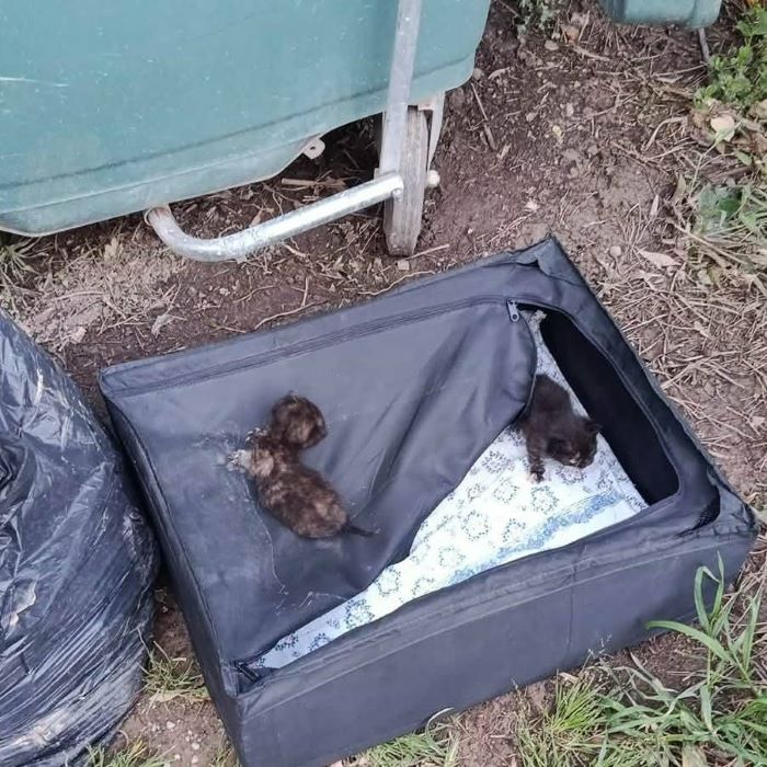 Σοκ στη Ραφήνα: Εγκατάλειψη νεογέννητων γατιών σε βαλίτσα – Αγώνας δρόμου για τη διάσωσή τους