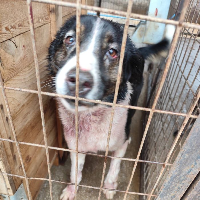 Καταγγελία Πήγασου: Ο δήμος Ραφήνας Πικερμίου αρνείται να αναλάβει αδέσποτα ζώα που αργοπεθαίνουν