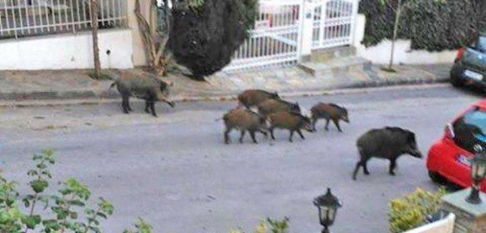 Νέος Βουτζάς: 31 Αγριογούρουνα έκαναν βόλτα…οικογενειακώς την Κυριακή του Πάσχα