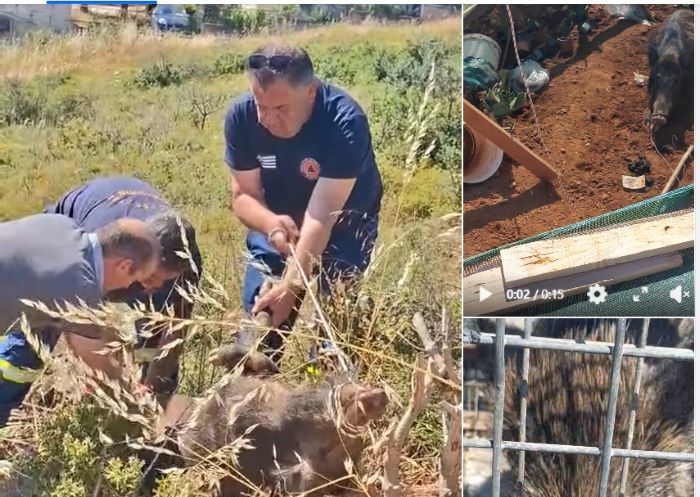 Πικέρμι: Απεγκλωβισμός αγριογούρουνου στο Ντράφι από την Πολιτική Προστασία και την ΕΘΟΡΠ (βίντεο)