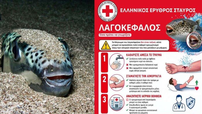Λαγοκέφαλος: Τι να κάνετε αν σας δαγκώσει – Οι 4 οδηγίες του Ελληνικού Ερυθρού Σταυρού