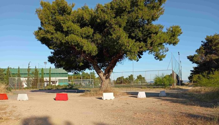 Πικέρμι: Ανησυχία για πεύκο σε δημόσιο χώρο δίπλα στο γήπεδο Διώνης