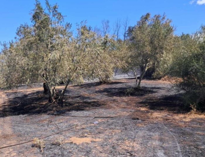 Μικρής έκτασης φωτιά σε ελαιώνα στα Σπάτα