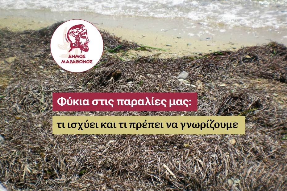 Δήμος Μαραθώνος: Τι ισχύει και τι πρέπει να γνωρίζουμε για την παρουσία θημώνων Ποσειδωνίας στις ακτές