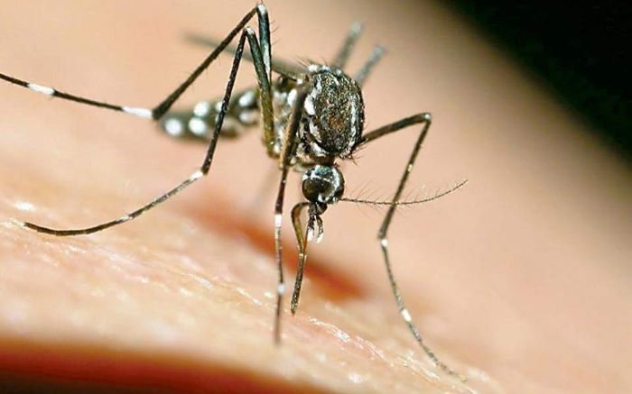 Ραφήνα Πικέρμι: Ενημέρωση και μέτρα πρόληψης για τον ιό του Δυτικού Νείλου