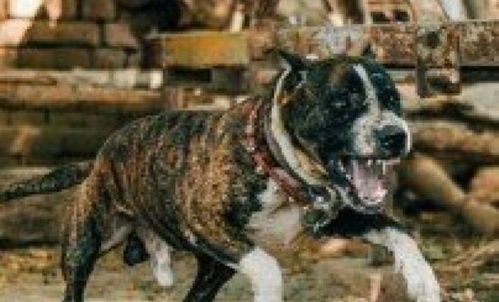 Βριλήσσια: Σκύλος επιτέθηκε σε 66χρονο και σκότωσε το κατοικίδιό του