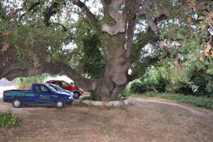 Διατηρητέο μνημείο της φύσης η υπεραιωνόβια βελανιδιά στη Ραφήνα