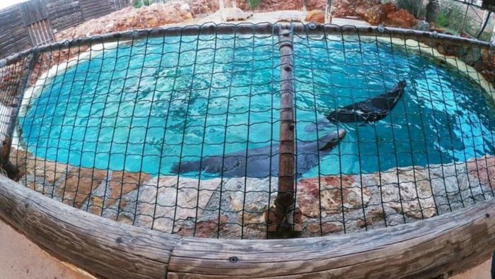 Σπάτα: Οκτώ χρόνια κακοποίησης για δύο θαλάσσιους λέοντες στο Αττικό Ζωολογικό Πάρκο (βίντεο)