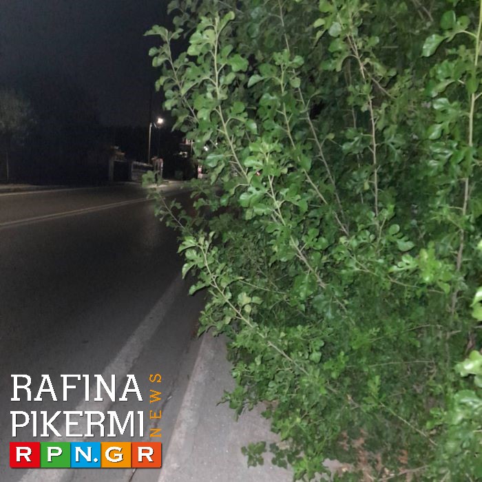 Ραφήνα: Φυτό έχει κλείσει το πεζοδρόμιο στη λεωφόρο Φλέμινγκ – Κίνδυνος για τους πεζούς