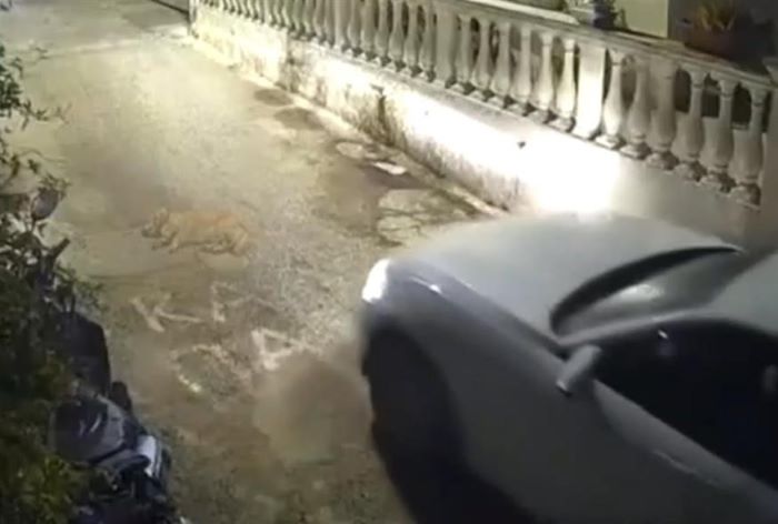 Κέρκυρα: Οδηγός πάτησε σκύλο και τον εγκατέλειψε – Συνελήφθη από την Αστυνομία