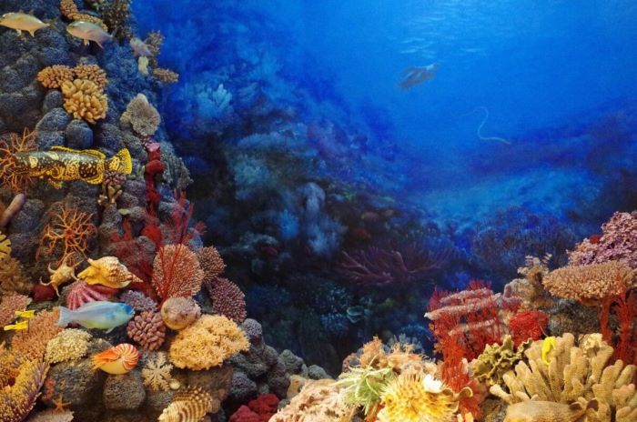 Σκόπελος: Σκάφος αναψυχής έκρυβε προστατευμένα κοράλλια αξίας 800.000 ευρώ