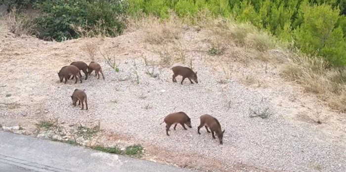 Κοπάδι 20-30 αγριογούρουνων στον Νέο Βουτζά – Σύσταση για προσοχή κατά τη βόλτα με σκύλους