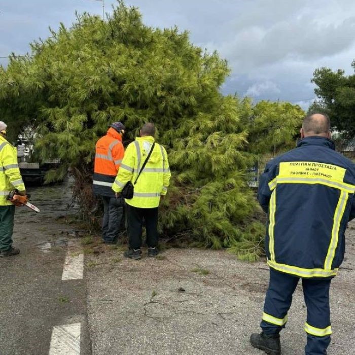 Πτώσεις δέντρων σε Ντράφι και λεωφόρο Μαραθώνος – Προβλήματα στην κυκλοφορία